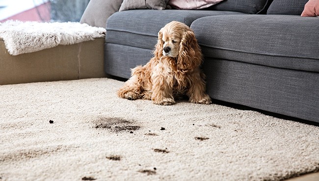 Funny dog and its dirty trails on carpet | The Carpet Gallery
